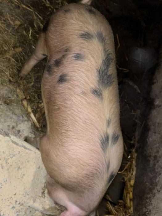 Свині мʼясні  Миколаївська обл