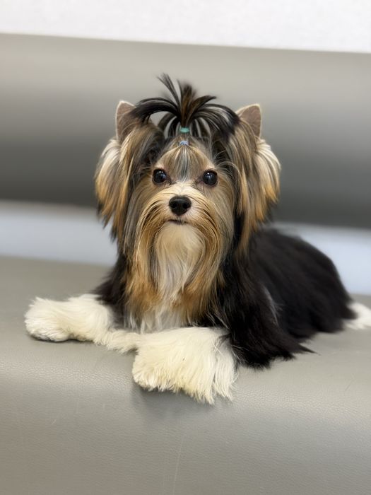 Цуценя бівер йорк з документами, гарний хлопчик