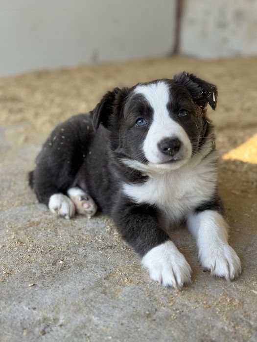Border Collie Cinza