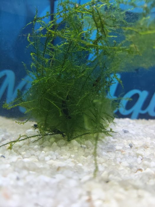 Camarão neocaridina