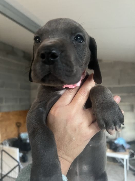 Dogue alemao Azul Fêmea