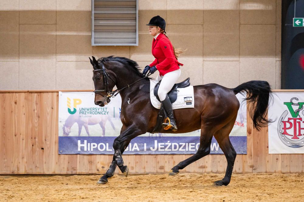 11-letni wałach do ambitnej rekreacji i małego sportu