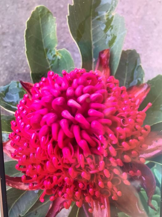 Vendo vasos de proteía