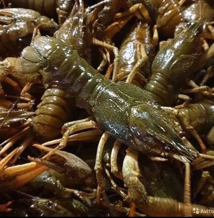 Крабы, раки, креветка, морепродукты. Живые, вареные.