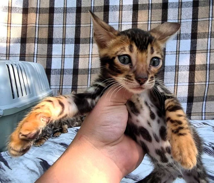 Бенгальський хлопчик BENn24 класичний