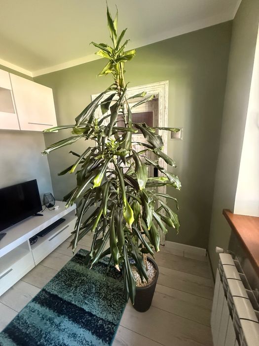 Kwiat dracena wysoka