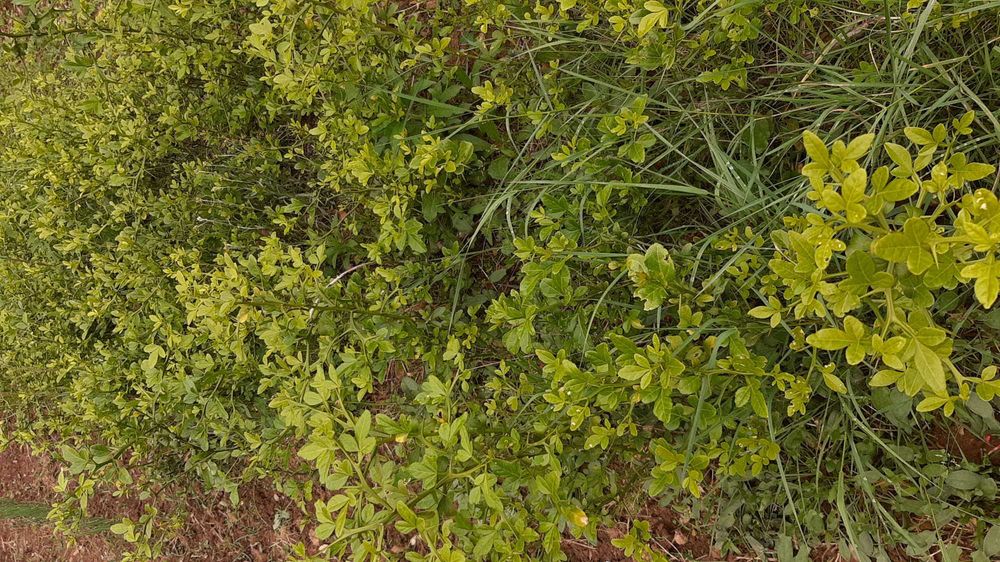 Citrinos trifoliate-orange