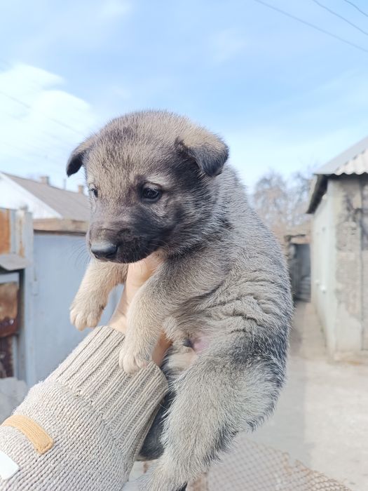 Цуценята в добрі руки