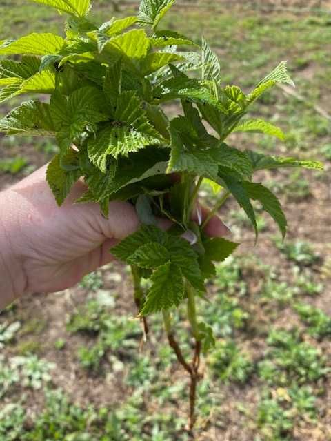 Pés de Framboesa vermelhas e amarelas