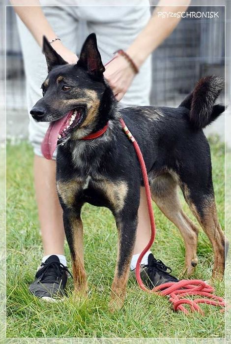Kochany Fido szuka domu