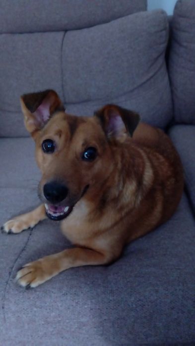 Krakers szuka kochającego domu