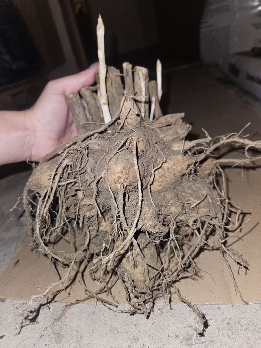 Dalie różowe duże karpy