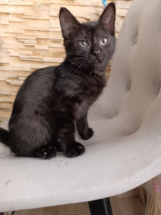 Котик 2,5 місяці шукає дім