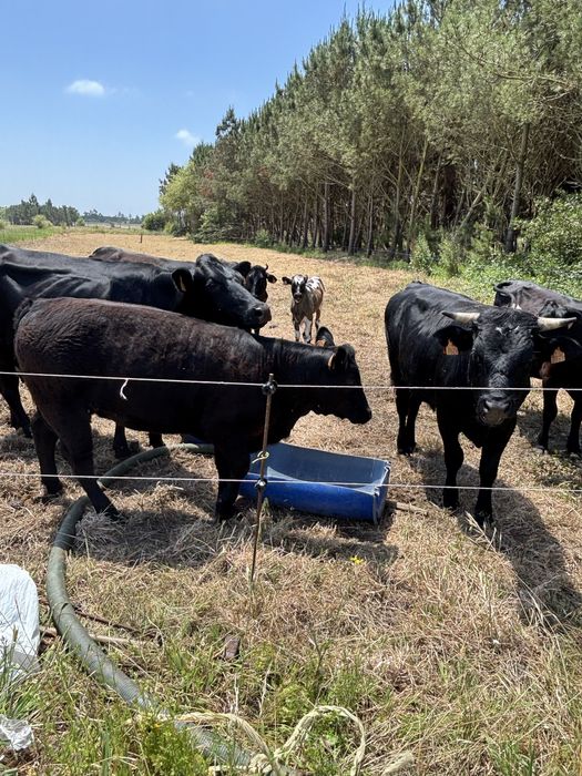 Vende-se Vacas.
