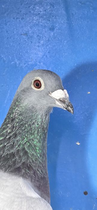 Gołąbek Lotowy Samczyk vanvinkel x Golden Prince