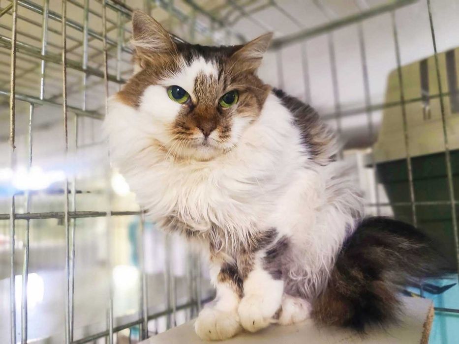 Ніжна пухнаста красуня-кішка Джуля з чарівними очима 3 р кошка кішечка