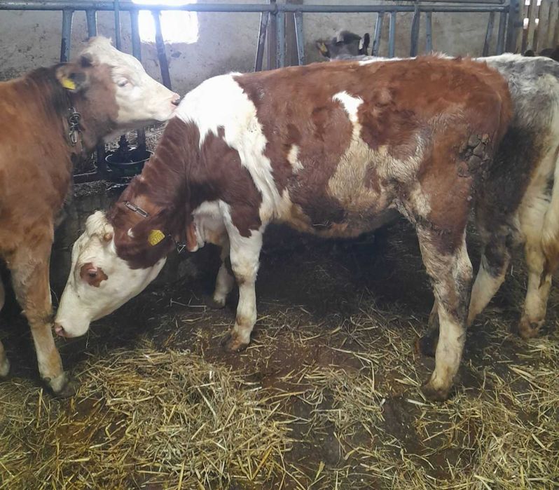 Sprzedam Jałówki do dalszego chwu