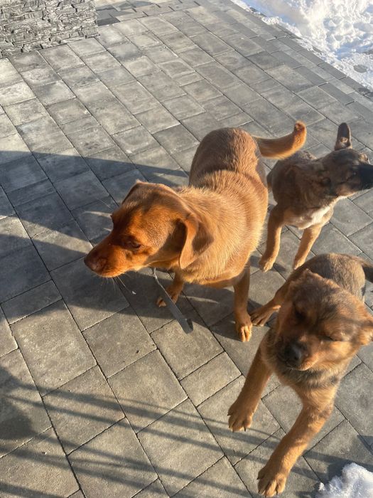 Suczki oddam za darmo , rasa mieszana