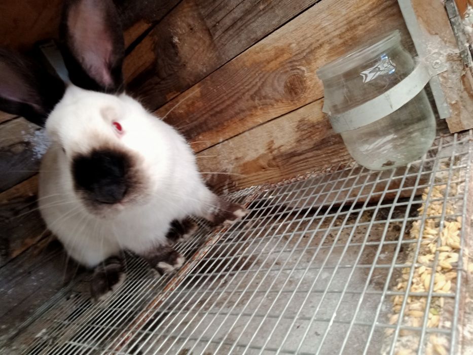 Кролики каліфорнійські  - кроленята, кітні самиці