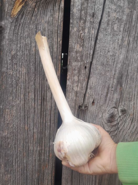 Czosnek czosnek słoniowy sloniowy cebulki przybyszowe nie ząbki