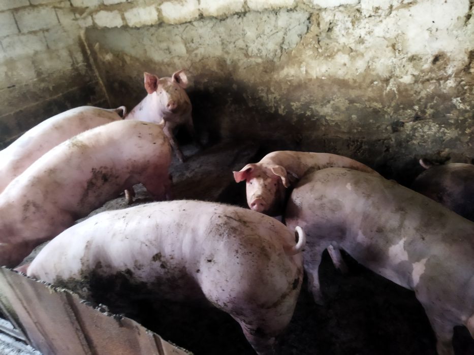 Продам свиней живою вагою