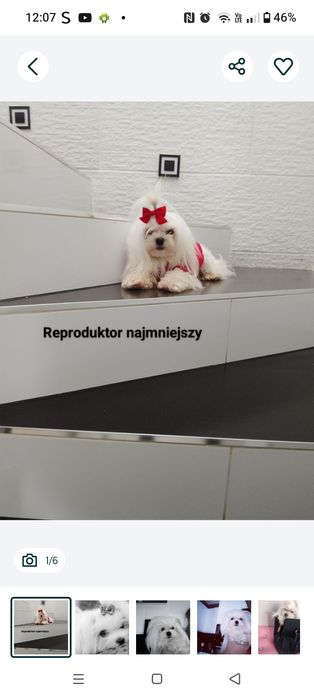 Maltanczyk uroda koreańska mini rezerwacja