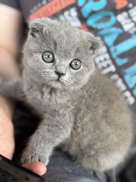Продам британського котика