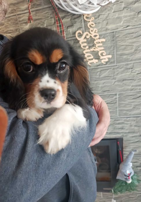 Cavalier King Charles spaniel sunia