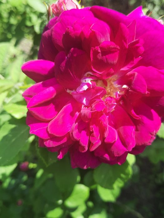 Трояндове варення.