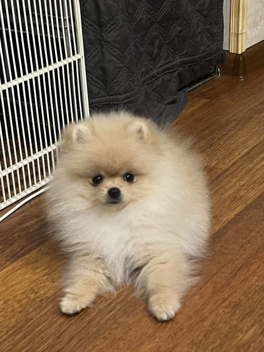 Кремовый кукольный малыш.