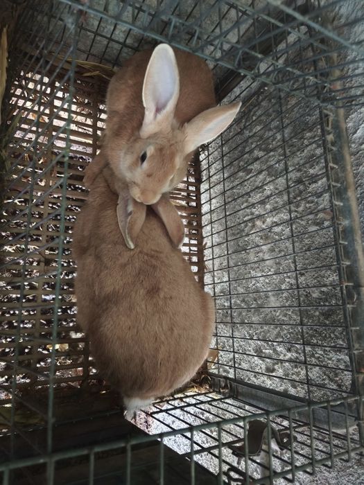 Coelhos caseiros gigantes Flanders