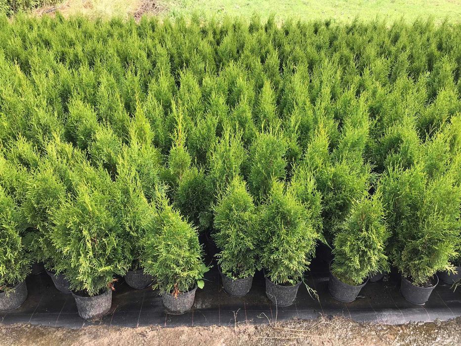 tuja szmaragd piękna,doniczkaC2 80cm jakość premium JESIENNA PROMOCJA!