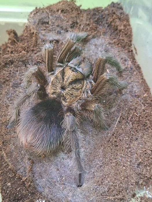 Phormictopus  auratus l3/4