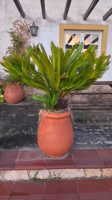 Pote de barro para exterior com Cica Revoluta