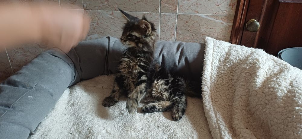 Gatinho para venda