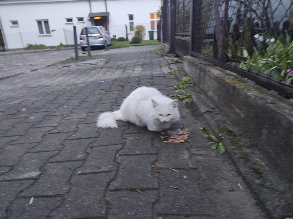 Czyj ten kotek cały biały chyba kotka ,na pewno jest kogoś .