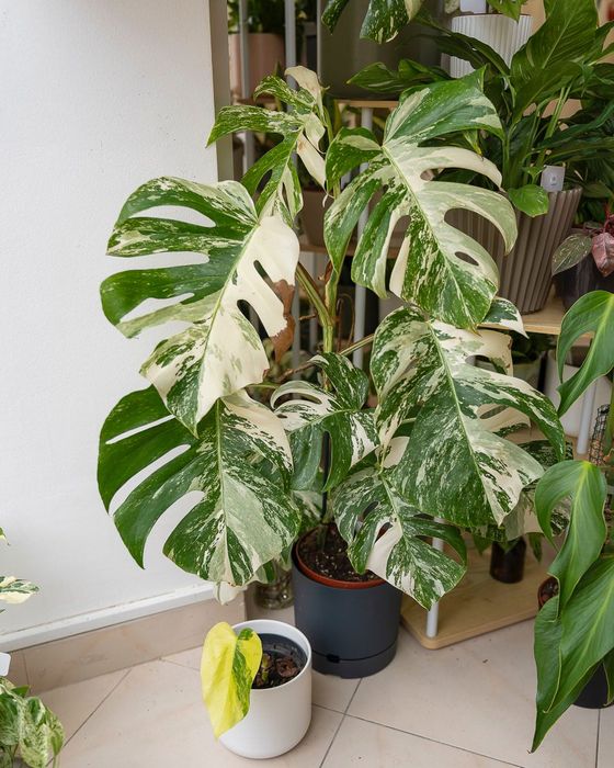 Monstera Deliciona Albo Variegata