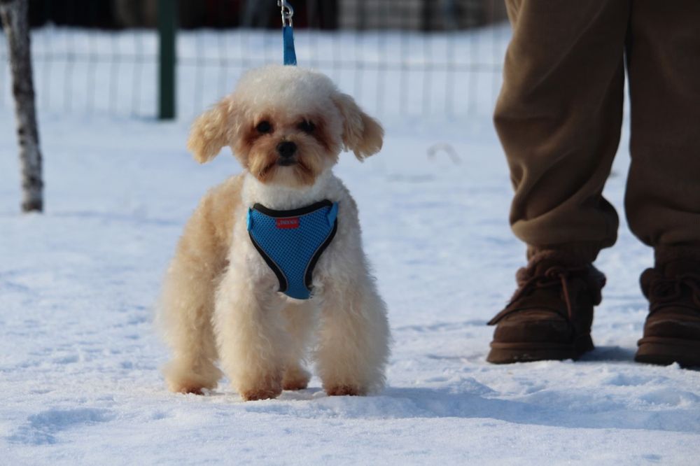 Хлопчик Мальтипу