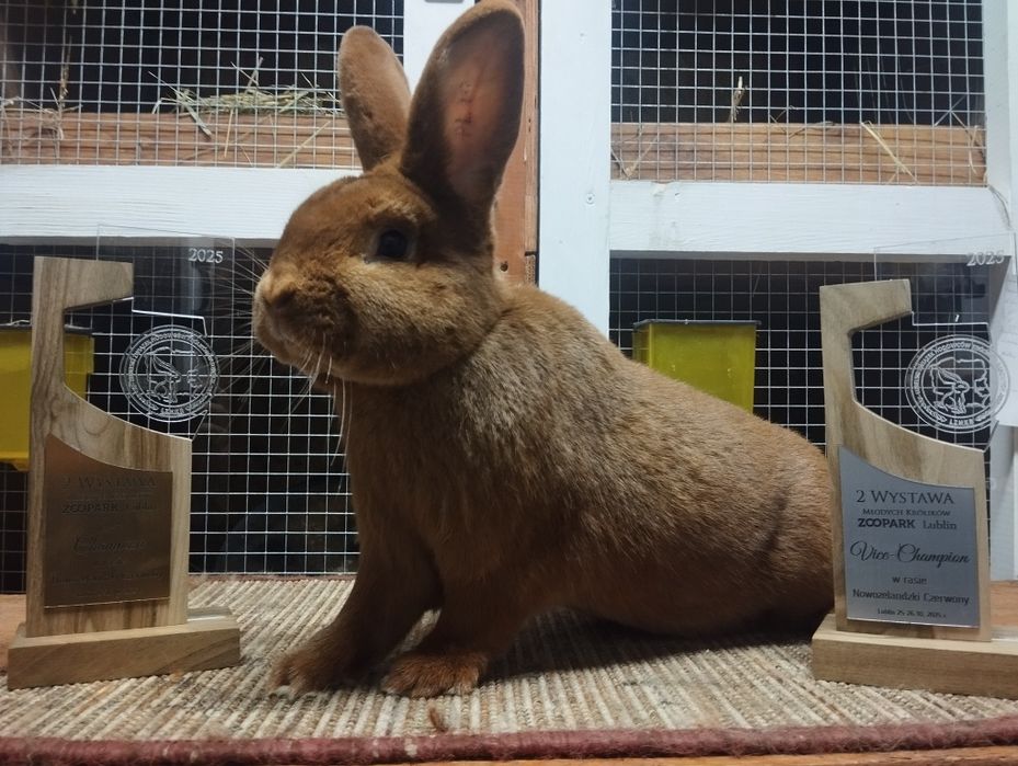 Nowozelandzki czerwony, króliki