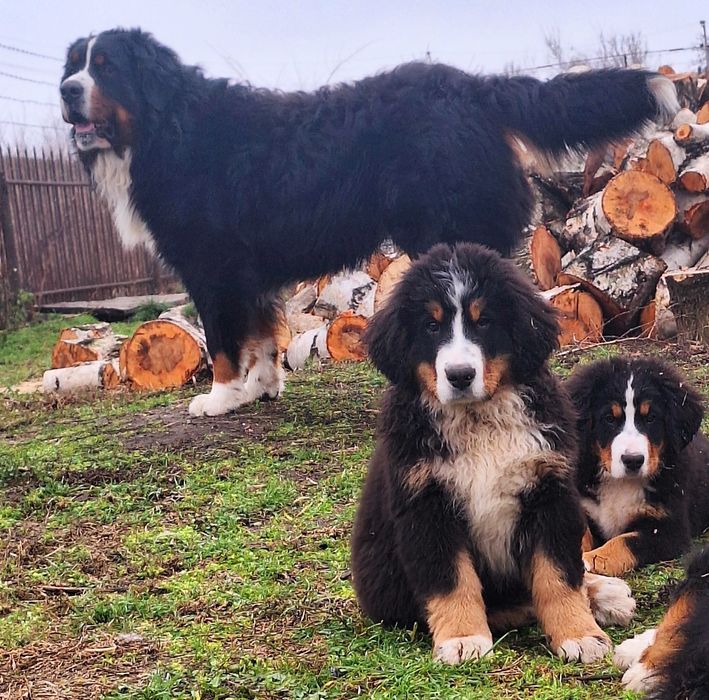 Продам дівчинку  Бернського Зененхунда