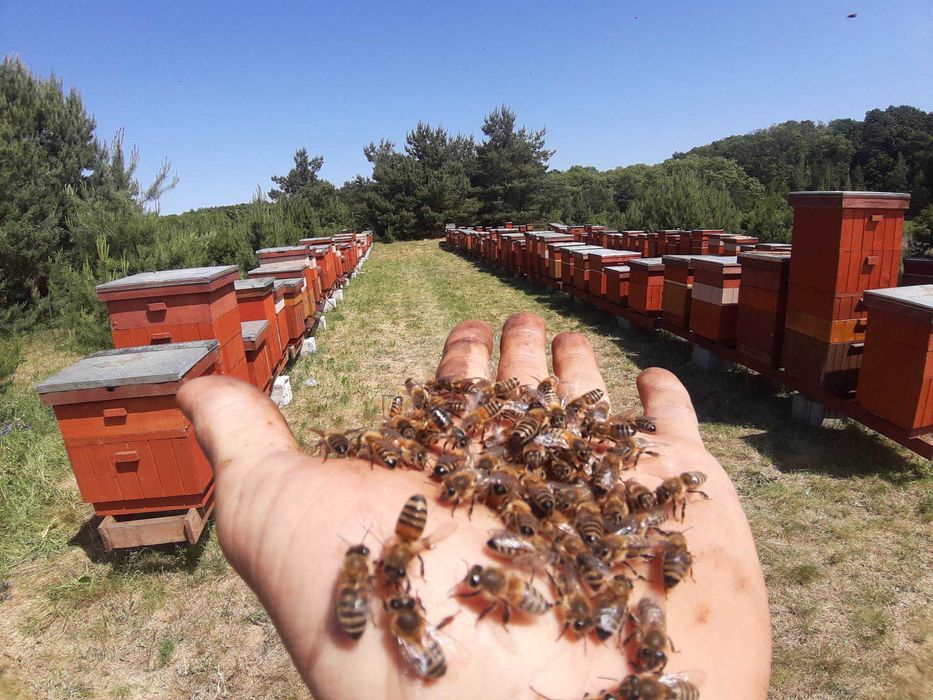 Miód z własnej pasieki słoiki lub wiadra 20zł/kg, pyłek pszczeli