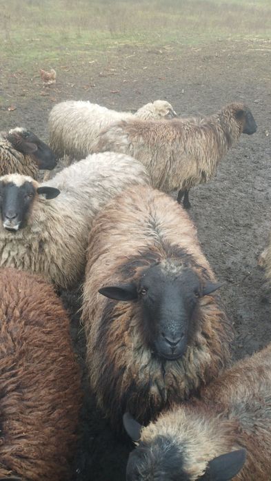 Вівці. Романівська порода.