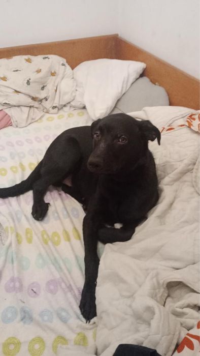 Cao para doar urgente