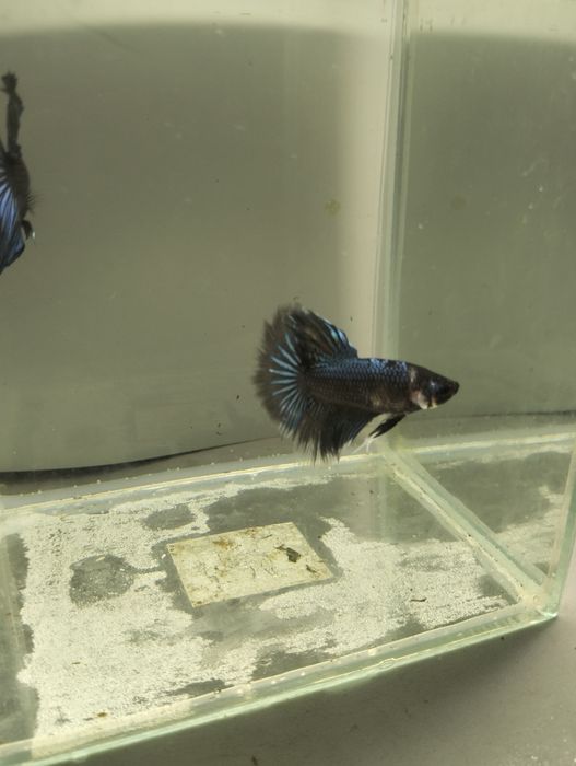 Bettas Macho - várias cores e padrões