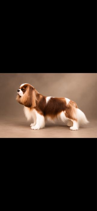 Cavalier king charles spaniel po wyjatkowych rodzicach