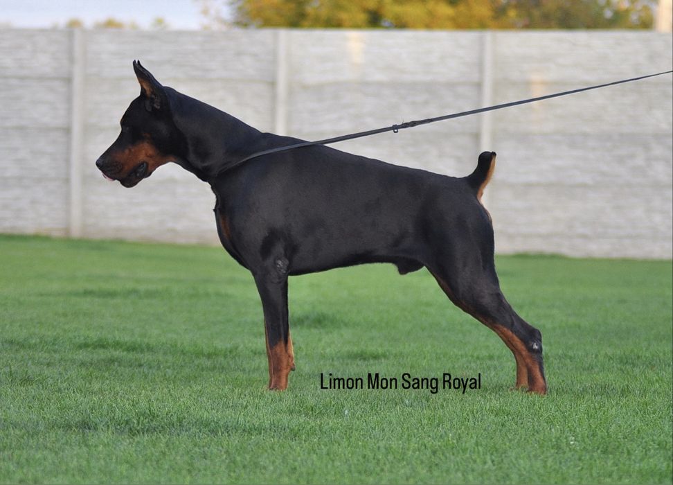 Вʼязка доберман  ( тільки КСУ/FCI)