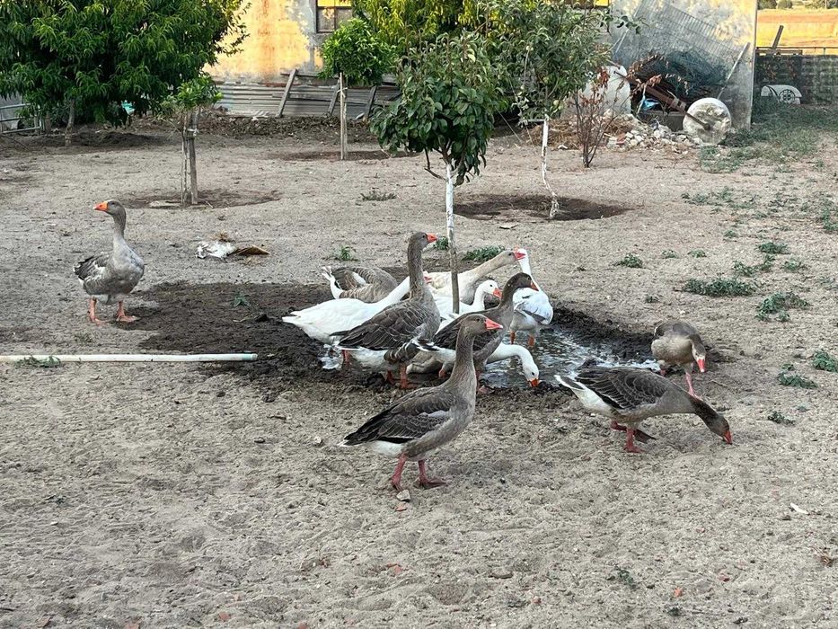 Animais para venda Gansos