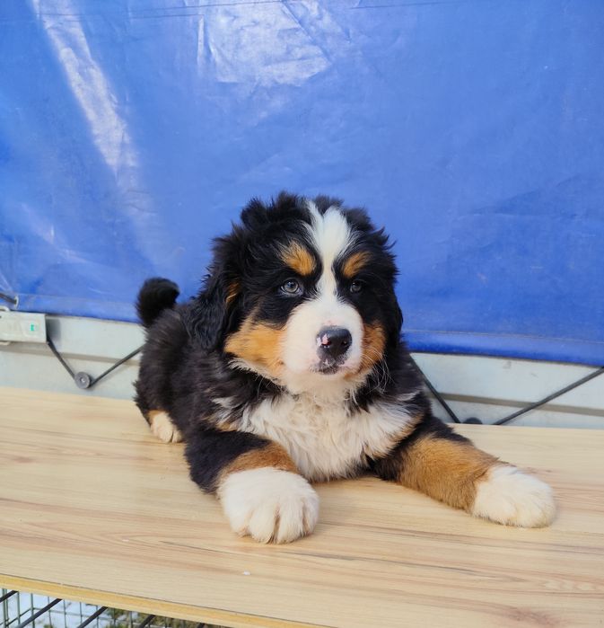 Berneński Pies Pasterski Dziewczynka