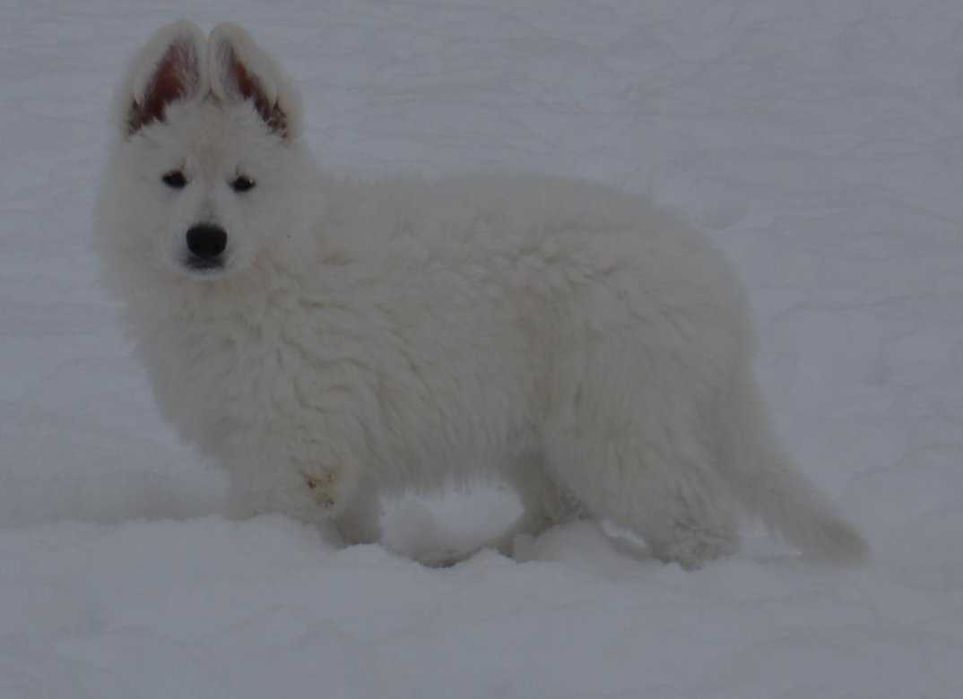 Biały owczarek szwajcarski piesek od szkoleniowca !