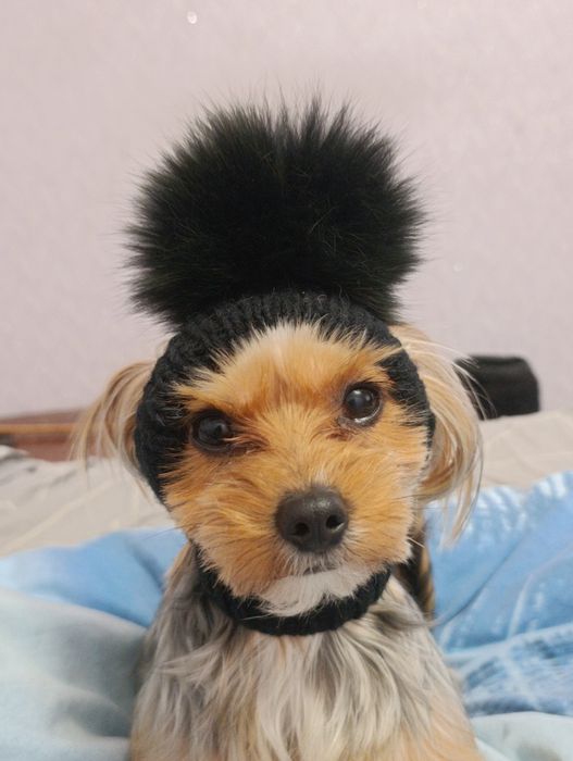 В'язка шукаю дівчинку для йорка